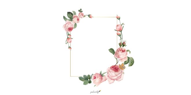 Blank rectangle pink roses frame on white background Vector