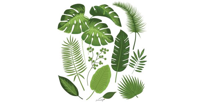 Collection of tropical leaves Vector