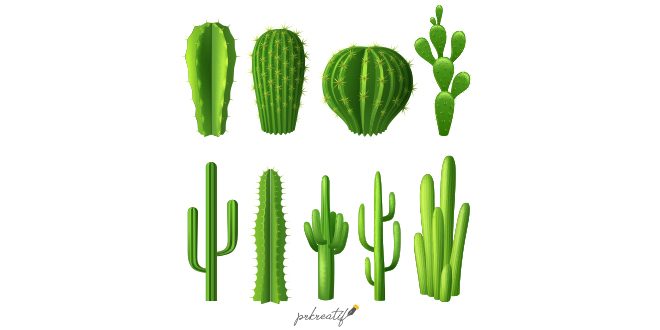 Different types cactus plants realistic decorative icons set Vector