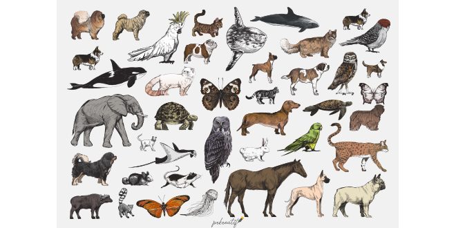 Illustration drawing style of animal collection Vector