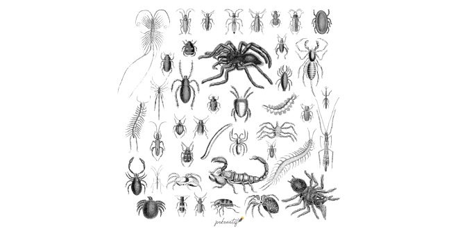Illustration set of various insects vector